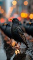 City street at dusk features a starling standing among a group of birds on a rain-soaked surface with glowing lights in the background photo