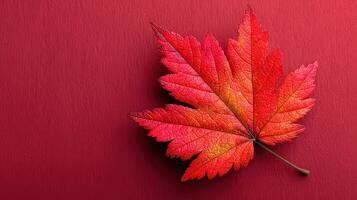 Vibrant red maple leaf resting on a deep red background during autumn, showcasing intricate textures and colors of the season photo