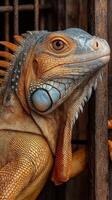 Colorful iguana resting near a wooden enclosure in a wildlife sanctuary during midday photo