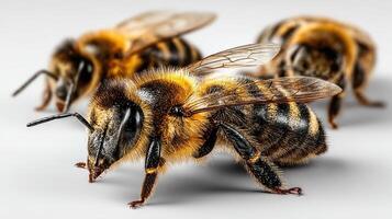 Detailed close-up view of honeybees displaying their unique features and textures in a natural setting photo