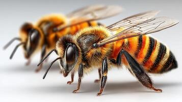 Detailed close-up view of bees showcasing intricate patterns and colors in a natural setting during daylight photo