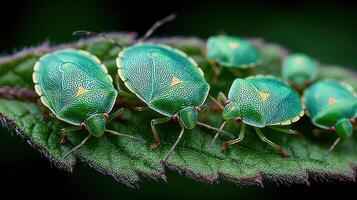 Close-up view of vibrant green insects resting on a leaf in a lush garden during the summer afternoon photo