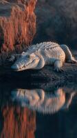 White crocodile resting on a rock by the water during golden hour in a serene natural setting photo