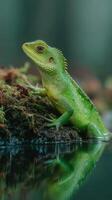 Green lizard perched on mossy rock near water in a serene forest setting, capturing tranquil moment at early morning light photo