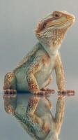 Bearded dragon sitting on reflective surface in soft lighting creating a serene atmosphere photo