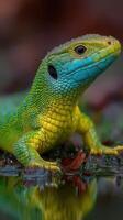 Brightly colored lizard resting on wet leaves near a pond in a lush environment during the daytime photo
