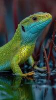 Colorful lizard resting on wet ground in a vibrant natural habitat during daylight hours photo