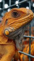 Vibrant orange lizard resting on a wire enclosure in a reptile exhibition located indoors during daylight photo