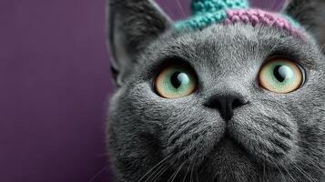 Playful gray cat wearing a colorful hat with a curious expression against a purple background photo