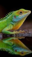Colorful lizard reflects on still water surface in natural habitat during daylight hours photo