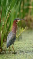 Green heron stands poised in wetland habitat surrounded by lush vegetation during golden hour photo
