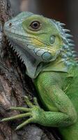 Vibrant green lizard clinging to tree bark in a natural habitat during daylight hours photo