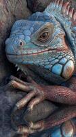 Colorful lizard resting on rocky surface near tranquil water during bright daylight photo