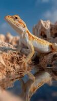 Lizard basking by the water's edge under a clear blue sky in a serene natural habitat during daylight hours photo