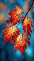 Vibrant autumn leaves glistening with dew on a branch during a crisp morning in a tranquil forest setting photo