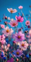 Colorful bouquet of cosmos flowers blooming under a bright blue sky in a field during late spring photo