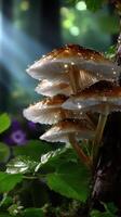 Mushrooms sprouting under morning light in a serene forest setting photo