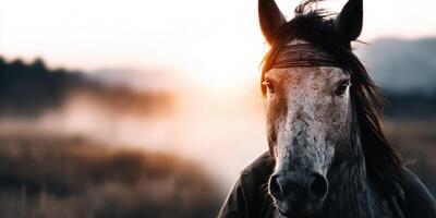 Majestic horse gazes into the distance during sunset in a serene landscape photo