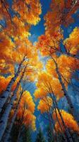 Vibrant autumn leaves create a stunning canopy in clear blue sky above tranquil forest photo
