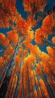 Vibrant autumn foliage illuminates a tranquil forest under a clear blue sky in a picturesque landscape photo