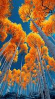 Vibrant fall colors in a forest of aspen trees under a clear blue sky during autumn season photo