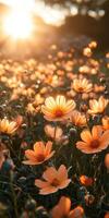 Beautiful orange flowers illuminated by golden sunlight during a serene evening in a lush garden photo