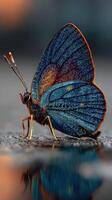 Colorful butterfly resting on a surface at sunset, showcasing intricate patterns and vibrant hues photo