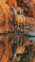Ram stands majestically by the water reflecting its powerful image in the serene desert landscape during golden hour photo