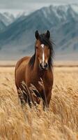 Majestic brown horse stands gracefully in golden grassland against a backdrop of snow-capped mountains under a cloudy sky photo