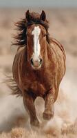 Majestic brown horse running through dusty plains under a clear sky during golden hour photo