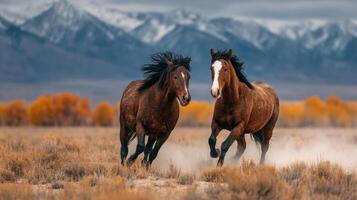 Two horses galloping across a field with mountains in the background on a cloudy day at sunset photo