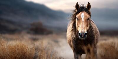 Majestic horse stands alone in a wide open landscape during a dramatic sunset in the mountains photo