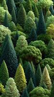 Lush green forest with diverse tree species showcasing vibrant foliage and varied textures under natural light photo
