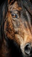 Close-up view of a horse's face highlighting its expressive eye and detailed fur in natural light photo