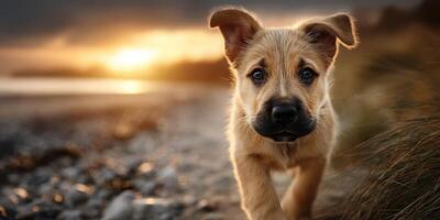 Puppy exploring the beach at sunset near the shoreline, enjoying the golden hour light and the sound of the waves photo