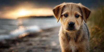 Cute puppy gazes curiously at the camera during sunset at the beach with waves softly lapping at the shore photo