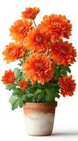 Vibrant orange chrysanthemums in a rustic pot brighten any indoor space during autumn photo