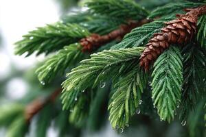 Close-up view of evergreen branches with droplets clinging to fresh green needles in a serene forest setting photo