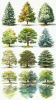 Various tree species showcasing seasonal changes and reflections in a serene environment photo