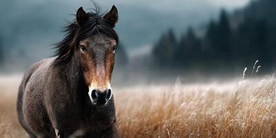 Majestic horse walking through a misty meadow at dawn with golden grass and distant trees photo