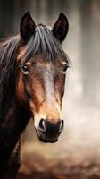 Majestic horse gazing into the distance in a serene forest setting during golden hour light photo