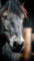 Close encounter with a majestic gray horse in a stable setting at dawn photo