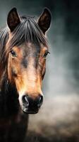 Close-up of a brown horse looking directly at the camera in a serene setting during early morning light photo
