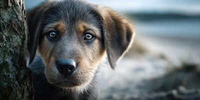 Young puppy gazes curiously at the camera while resting near a tree at the beach during twilight photo