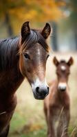 Close-up of a mare and her foal in a serene autumn landscape during golden hour photo