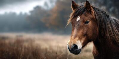 Majestic horse stands gracefully in a misty field during dawn photo