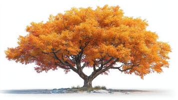 Vibrant orange autumn tree standing gracefully in a serene natural landscape photo