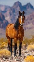 Majestic horse stands confidently in arid landscape with mountains in the background during clear day photo