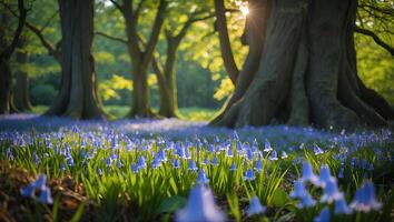 Walking Through Field of Bluebells in Forest Sunlight Streaming Through Trees photo