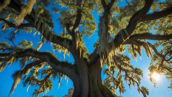Looking Up at Majestic Tree with Spanish Moss Against Blue Sky photo